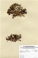 藏品(哈維圈扇藻)的圖片